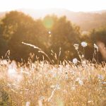 selective focus photography of flowers