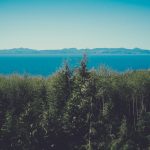 aerial view photography of green trees beside ocean
